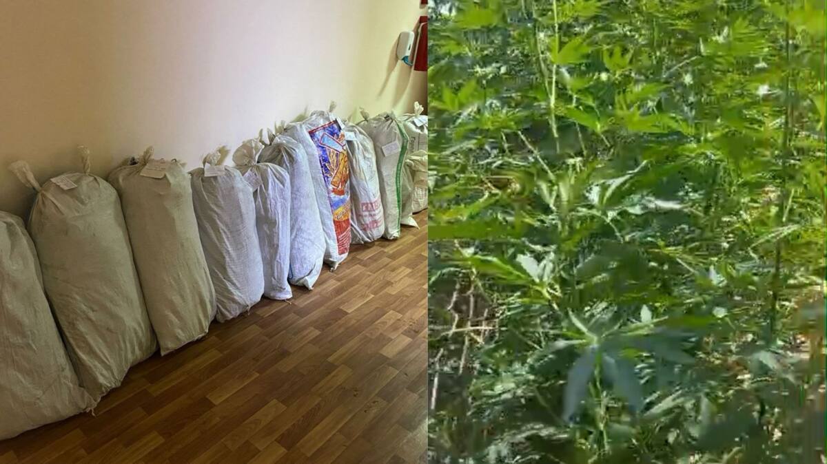 Túrkistandyq turǵyn aýlasynda esirtki ósirgen