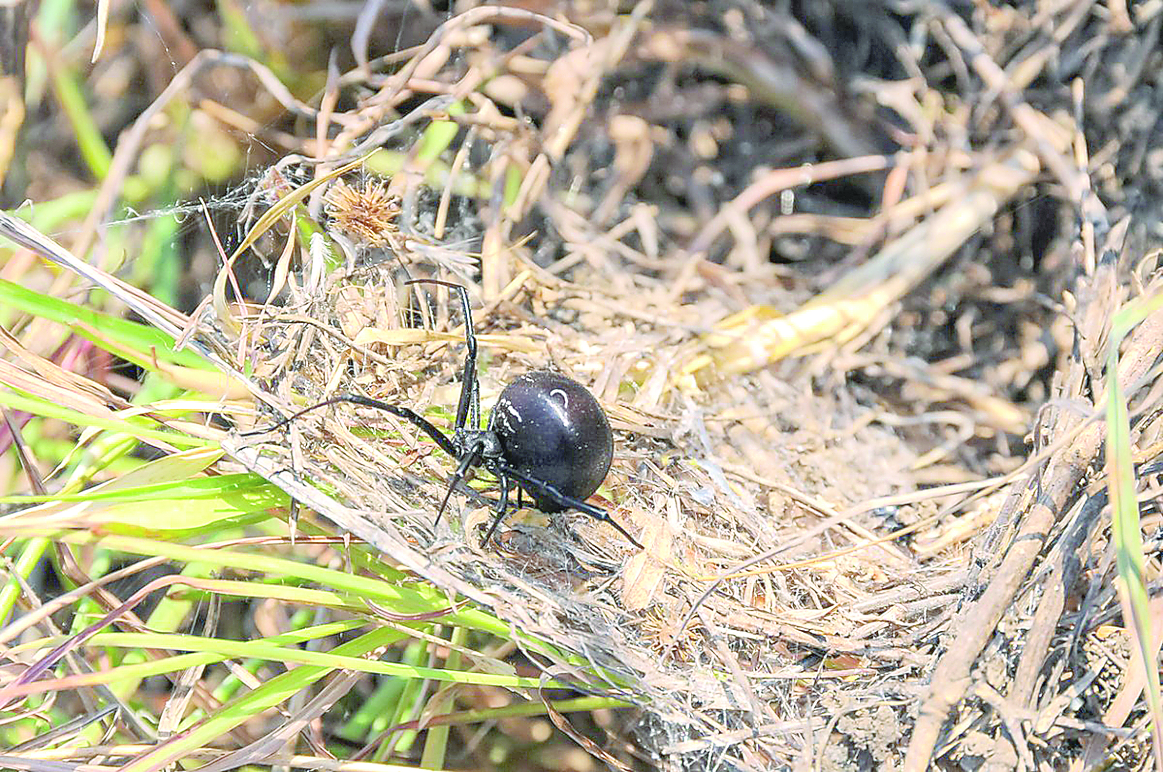 Qaraqurt nege qaptady?