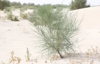 Aral teńizi aýmaǵynda 1 mln gektar jerge aǵash otyrǵyzylady