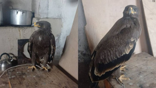 Qaraǵandy oblysynda jasóspirim Qyzyl kitapqa engen qusty satyp jibermek bolǵan