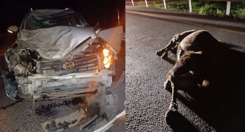 Qostanaıda júrgizýshi eki túıeni qaǵyp ketti