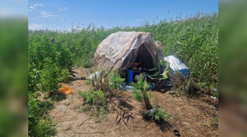 Almaty oblysynda polısııa úsh tonnaǵa jýyq qarasora tapty
