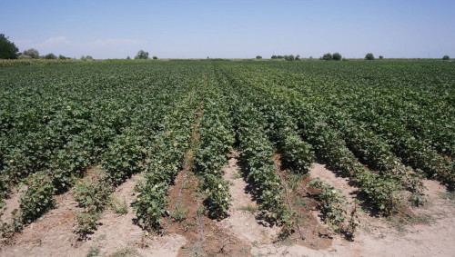 Sý únemdeý júıelerine tólenetin sýbsıdııa mólsheri ulǵaıdy