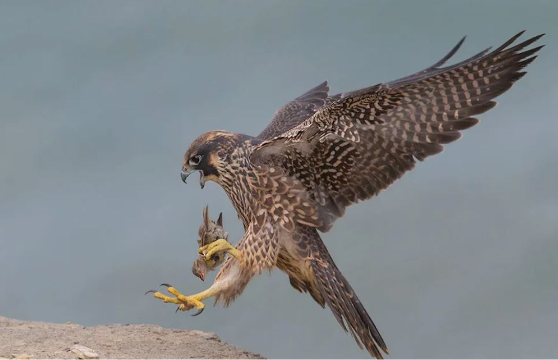 Qus tóresi azaıyp ketti