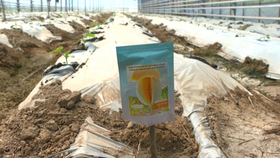 Ǵalam ǵajaptary: Tropıkalyq qaýyn