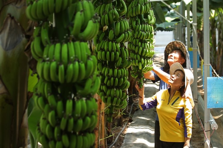 Ǵalam ǵajaptary: Seýlde banan ósedi