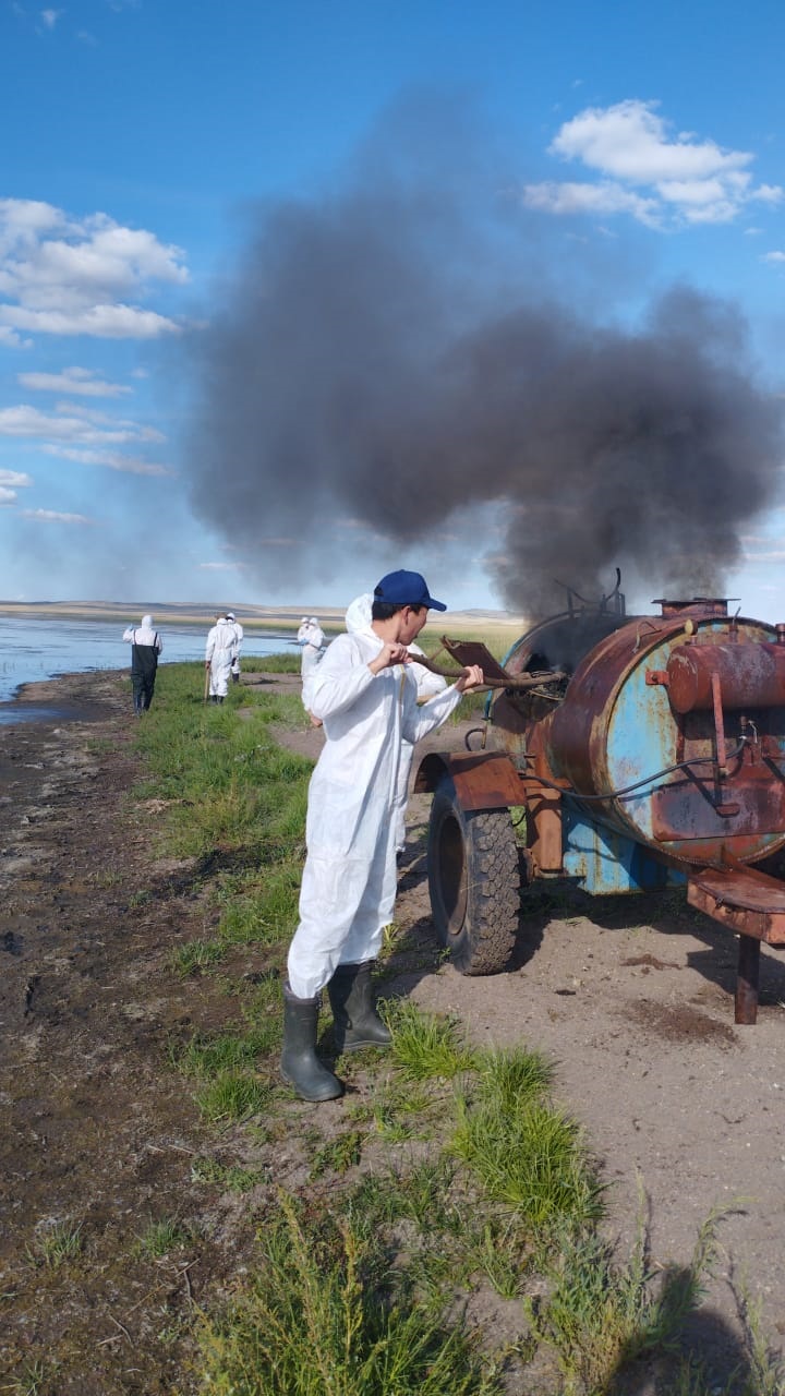 Saralaqaz neden qyryldy?