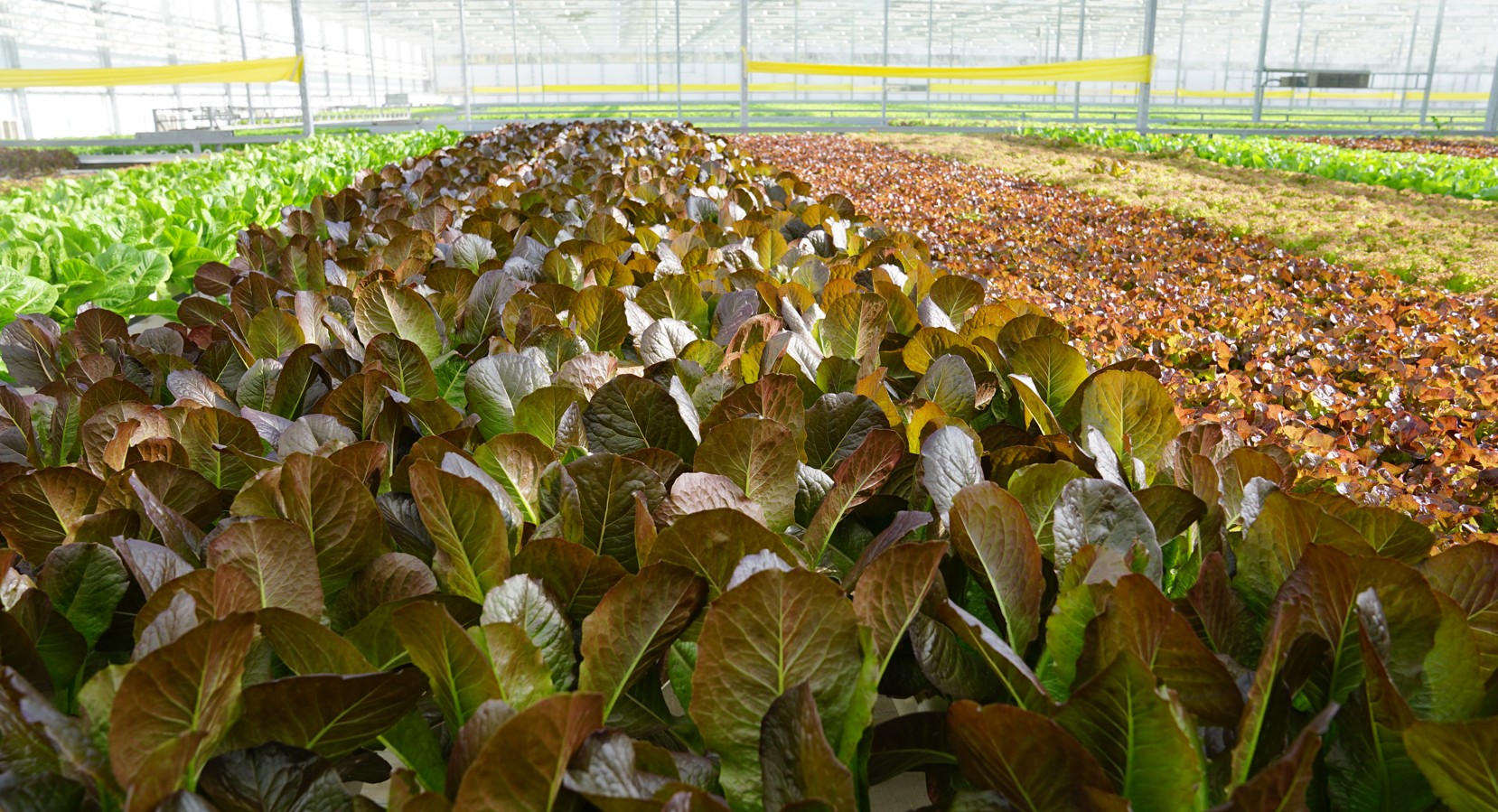 Jasyl japyraqqa suranys joǵary