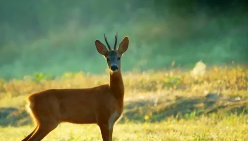Pavlodarda eliktiń laǵyn óltirgender sottaldy