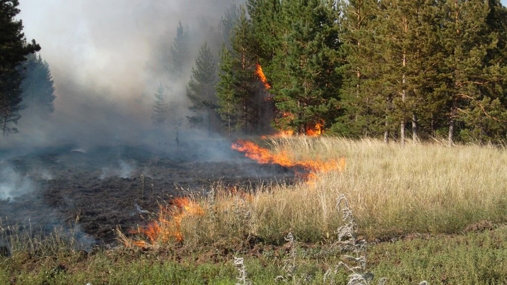Memleket ormandy órtten qorǵaý úshin barlyq qajetti sharany qabyldaıdy - Q.Toqaev