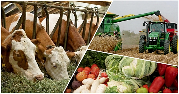 Agroónerkásip tikeleı sýbsıdııalaý tásilinen arzan nesıe berý tásiline kóshedi