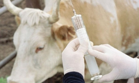 Sibir jarasy: Uıǵyr aýdany qatań baqylaýǵa alyndy