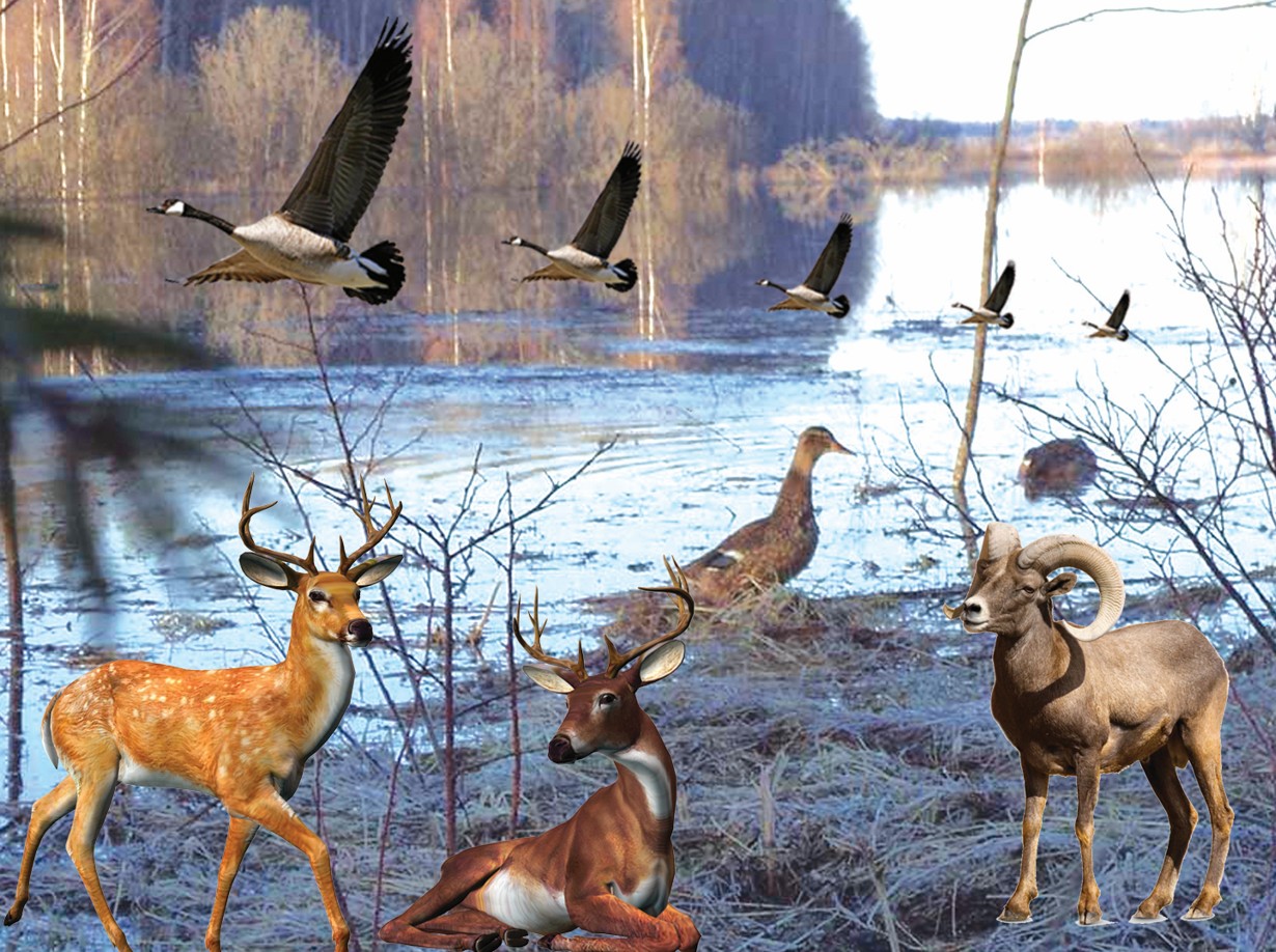 Ruqsat etilgen ańshylyq