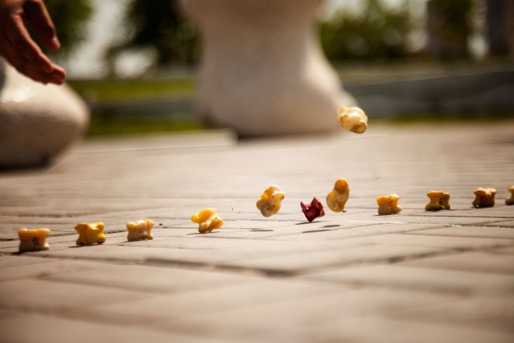 Búgin asyq atýdan 8 sportshy el namysyn qorǵaıdy