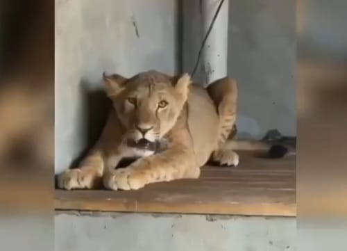 Túrkistan turǵyny óz úıiniń aýlasynda arystan asyraǵan