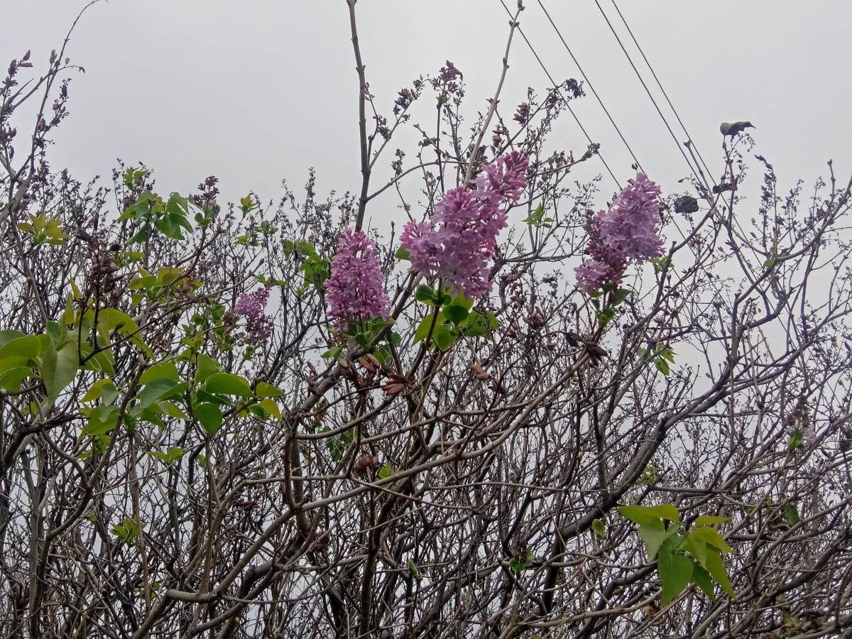 Shyǵys Qazaqstan oblysynda kúz bastalǵanda sıren gúldedi