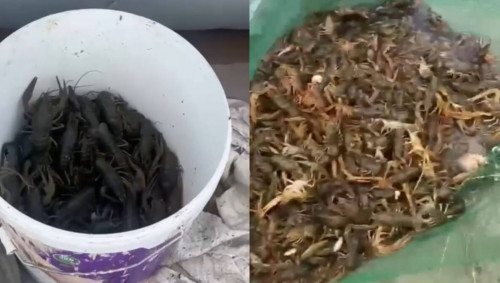 Aqtóbede zańsyz shaıan aýlaǵan eki azamat ustaldy