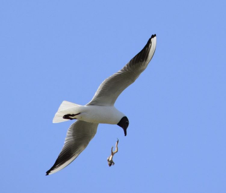 Sırek foto: Shaǵaladan sytylyp ketken baqa kadrǵa ilinip qalǵan