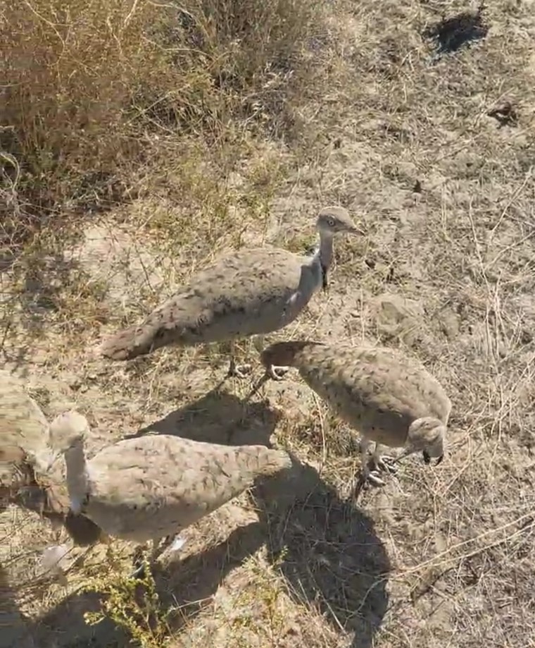 Syr dalasyna dýadaq jiberildi