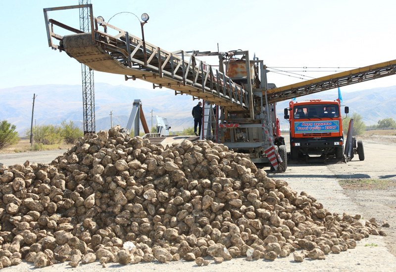 Jetisý oblysynda qyzylsha ónimin óńdeý bastaldy
