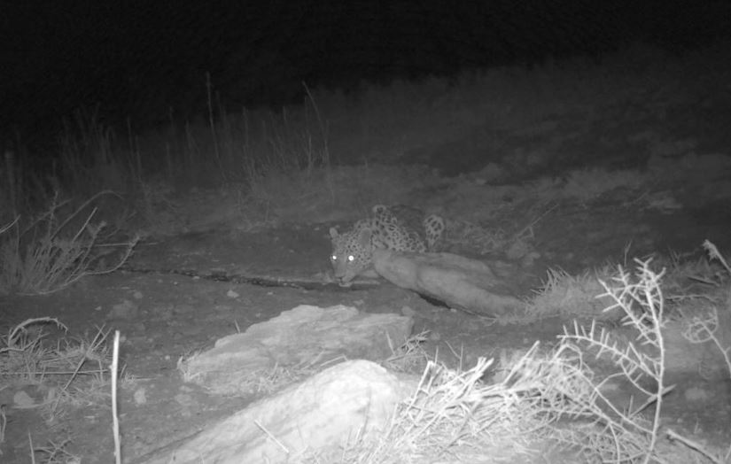 Ústirt qoryǵynda sırek kezdesetin alabarys mekendeıdi