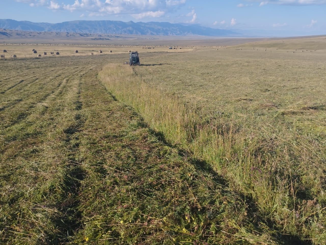 Shabyndyqqa shalǵy tústi