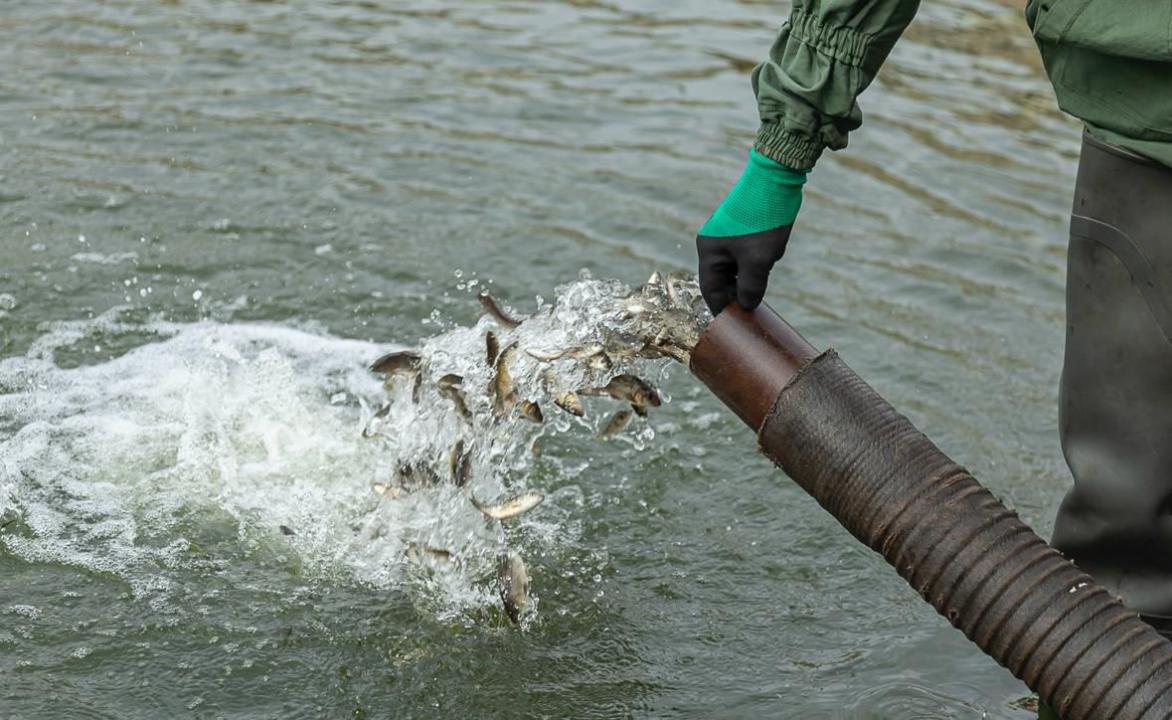 Sý qoımalaryna 15 mln balyq shabaǵy jiberiledi