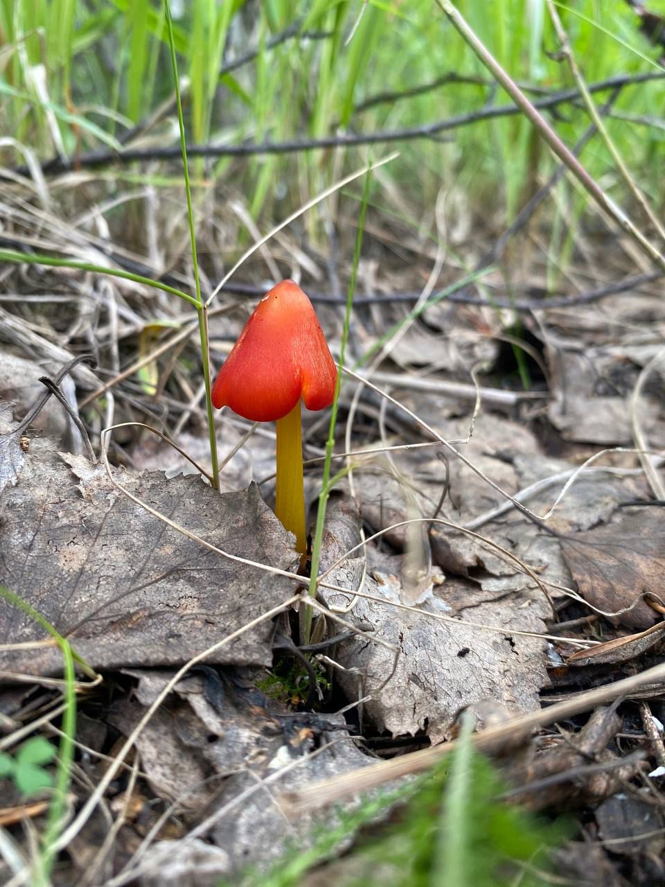 Sırek kezdesetin sańyraýqulaqtar tabyldy