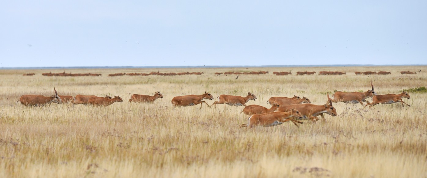 Kıik atýmen túıtkil sheshilmeıdi