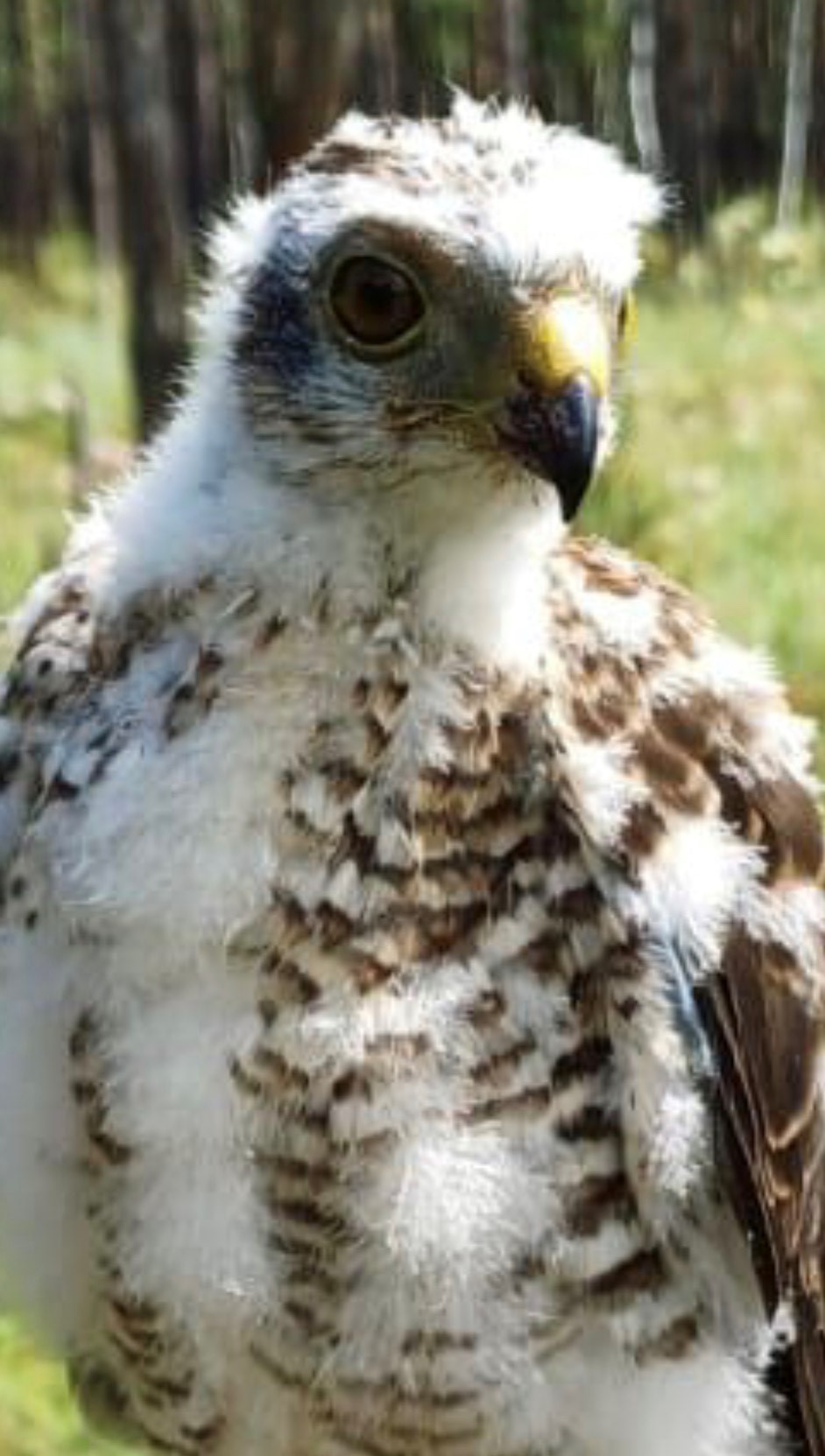 Qyrǵıdyń balapany