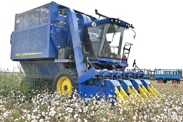 Maqta terimi bastaldy