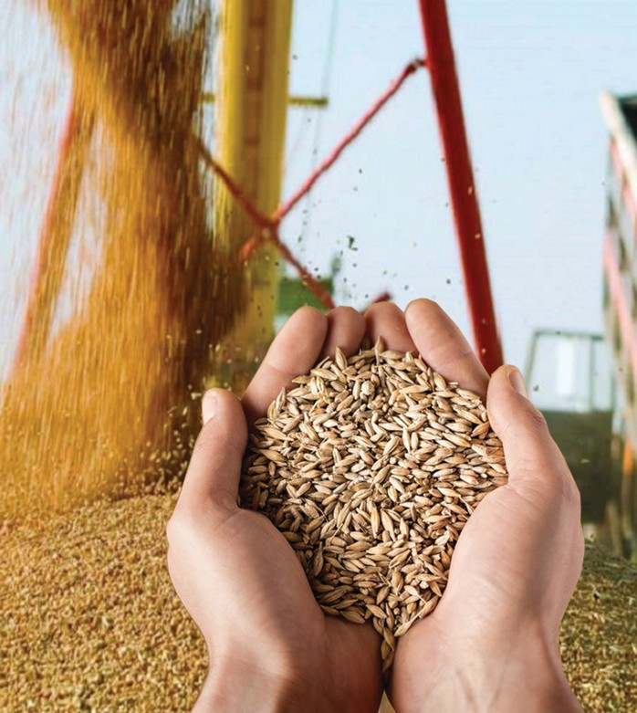 Egin oraǵy aıaqtalýǵa jaqyn