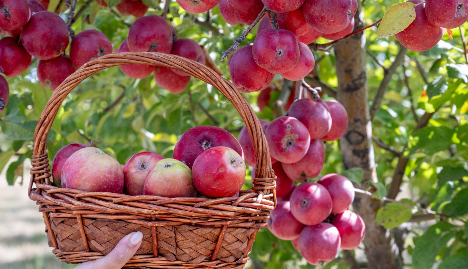 Jergilikti ónimniń úlesi nege az?