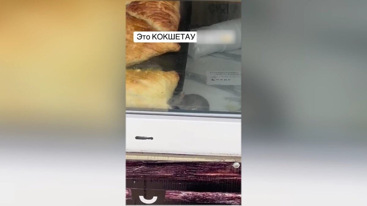 Kókshetaýdaǵy dúńgirshekte tyshqandar samsa jep júr