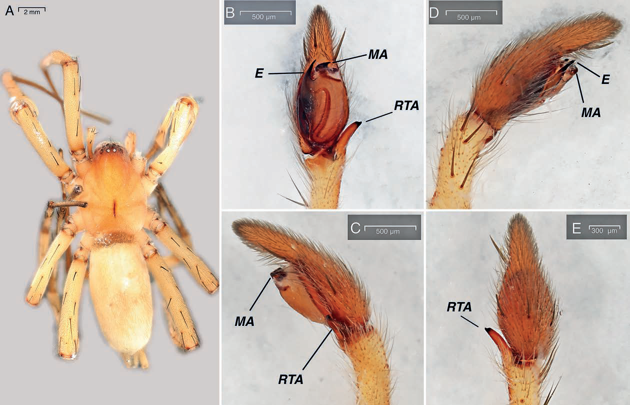 Qazaqstanda ǵylymda belgisiz bolǵan órmekshiler tabyldy