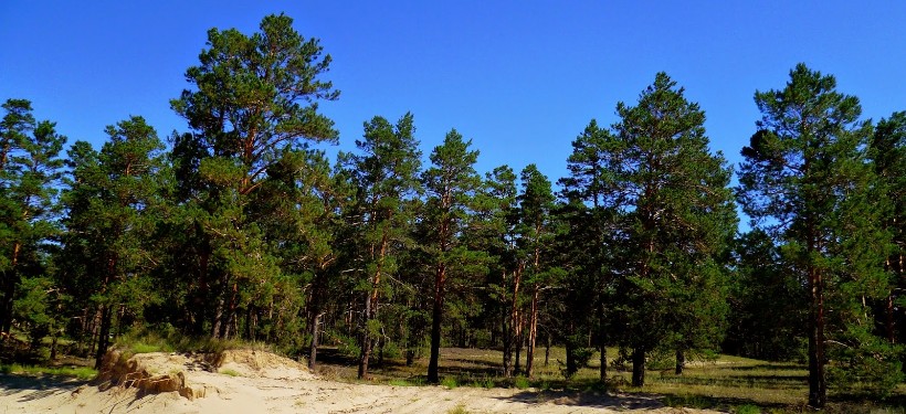 Semeı ormanynyń kóshet baǵy