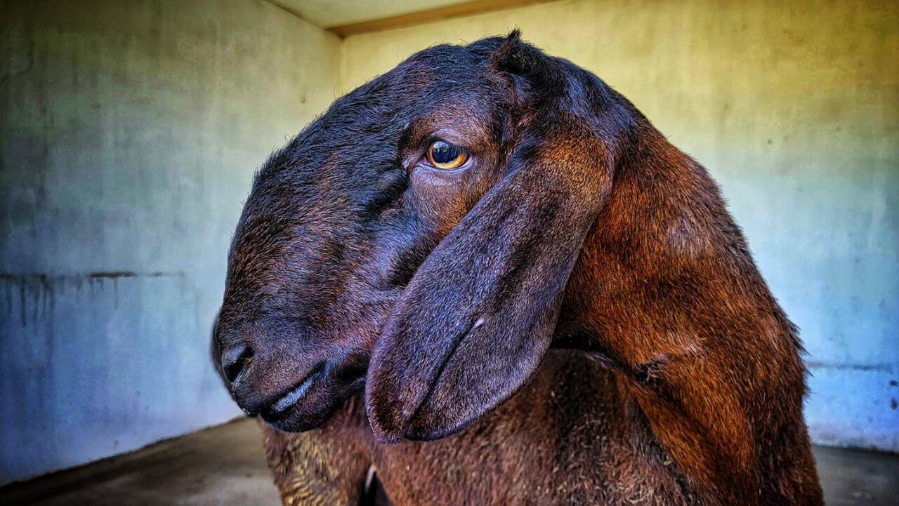 Ǵalam ǵajaptary: Soǵymǵa qımaıtyn qoı