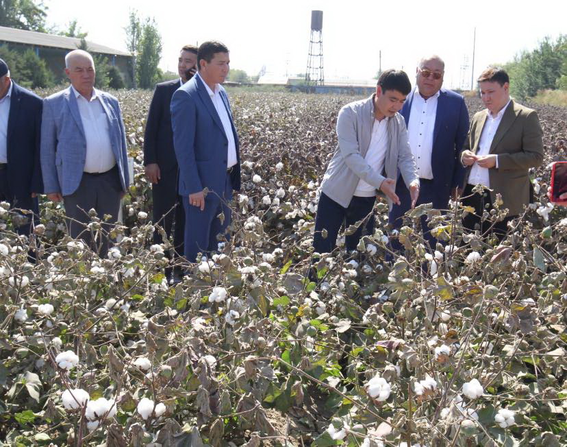 Sharýalar maqta baǵasyna alańdaýly