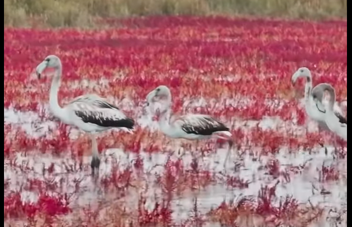Qaýyrsyndary - sup-sur: Aqtaýǵa qoqıqazdar ushyp keldi