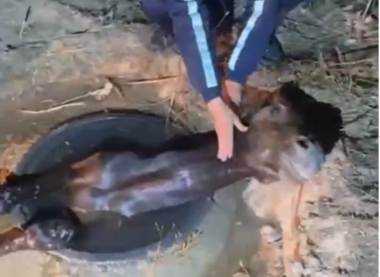 Almaty oblysynda polıseıler  káriz qudyǵyna túsip ketken jylqyny qutqardy