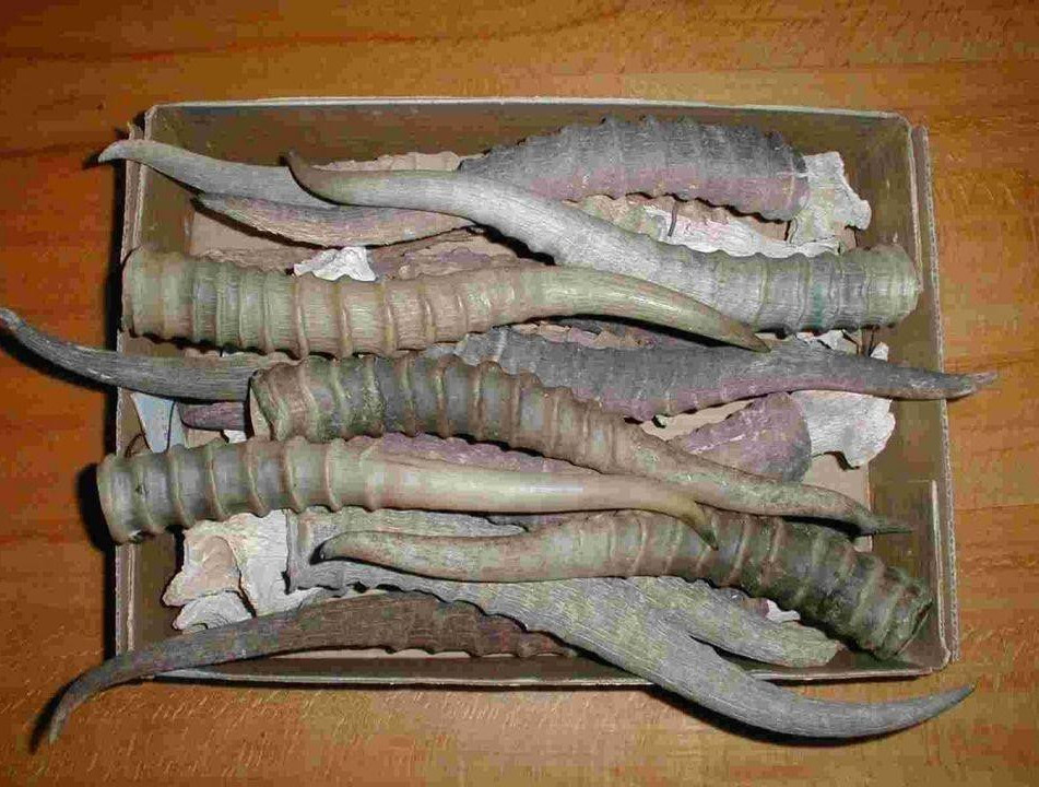 Aqbóken múıizderin zańsyz tasymaldaǵan azamat sottaldy