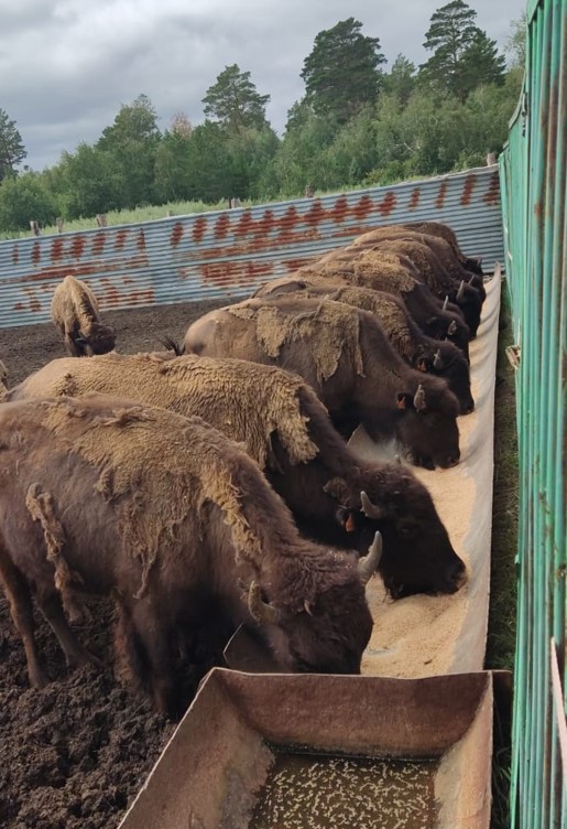 Babyn tapqan bızon da ósiredi