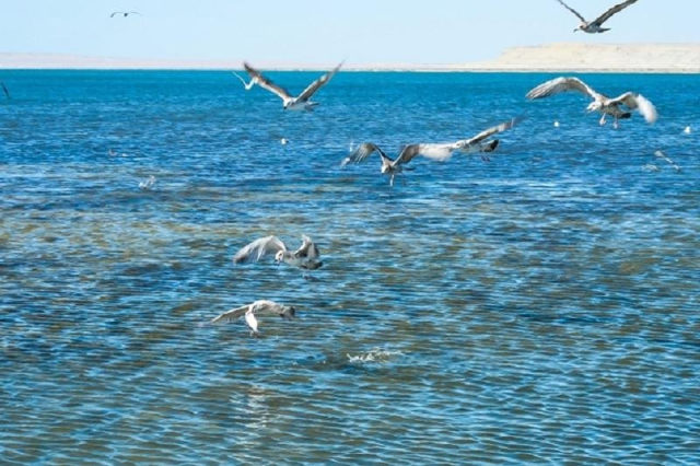 Aral teńizine sý jiberý jospary 100%-ǵa jýyq oryndaldy