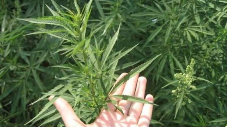 Buryn sotty bolǵan tarazdyq aýlasynda qarasora ósirgen