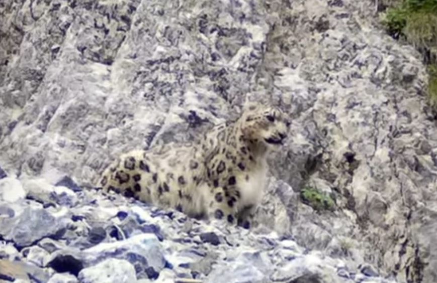 Almaty oblysynda qar barysy fototuzaqqa ilindi