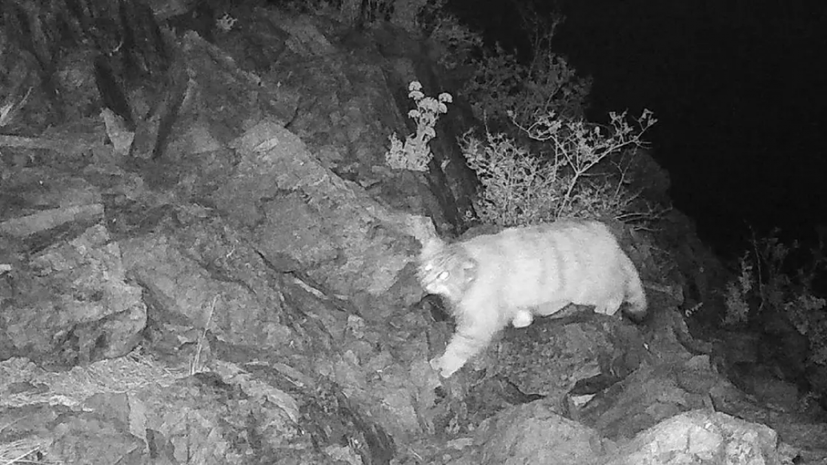 Sırek kezdesetin ań fototuzaqqa ilindi