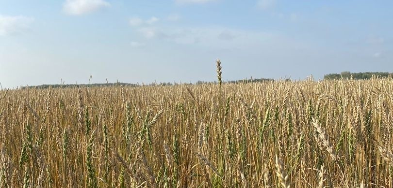 Kezekte – kóktemgi egis