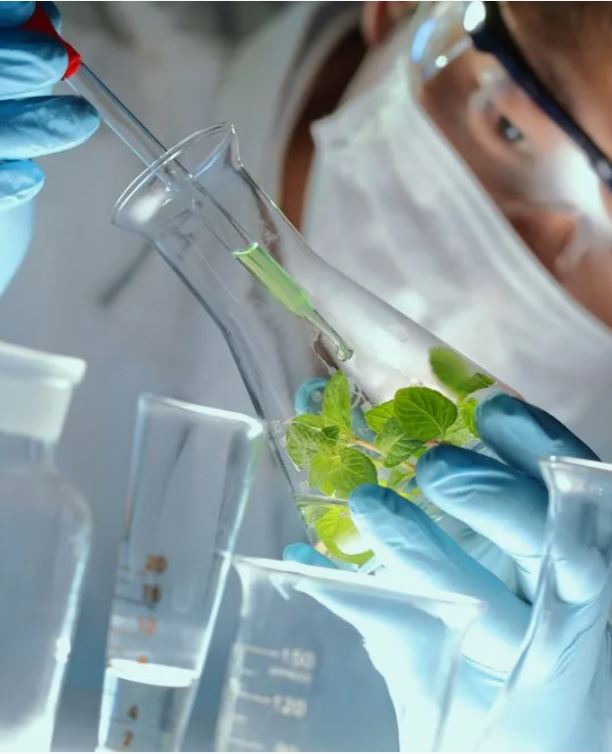 Álemdik fıtohımııa: Arqa jýsany