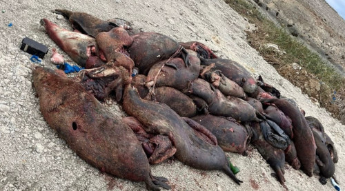 Kaspıı jaǵalaýynan 151 ıtbalyqtyń óleksesi tabyldy