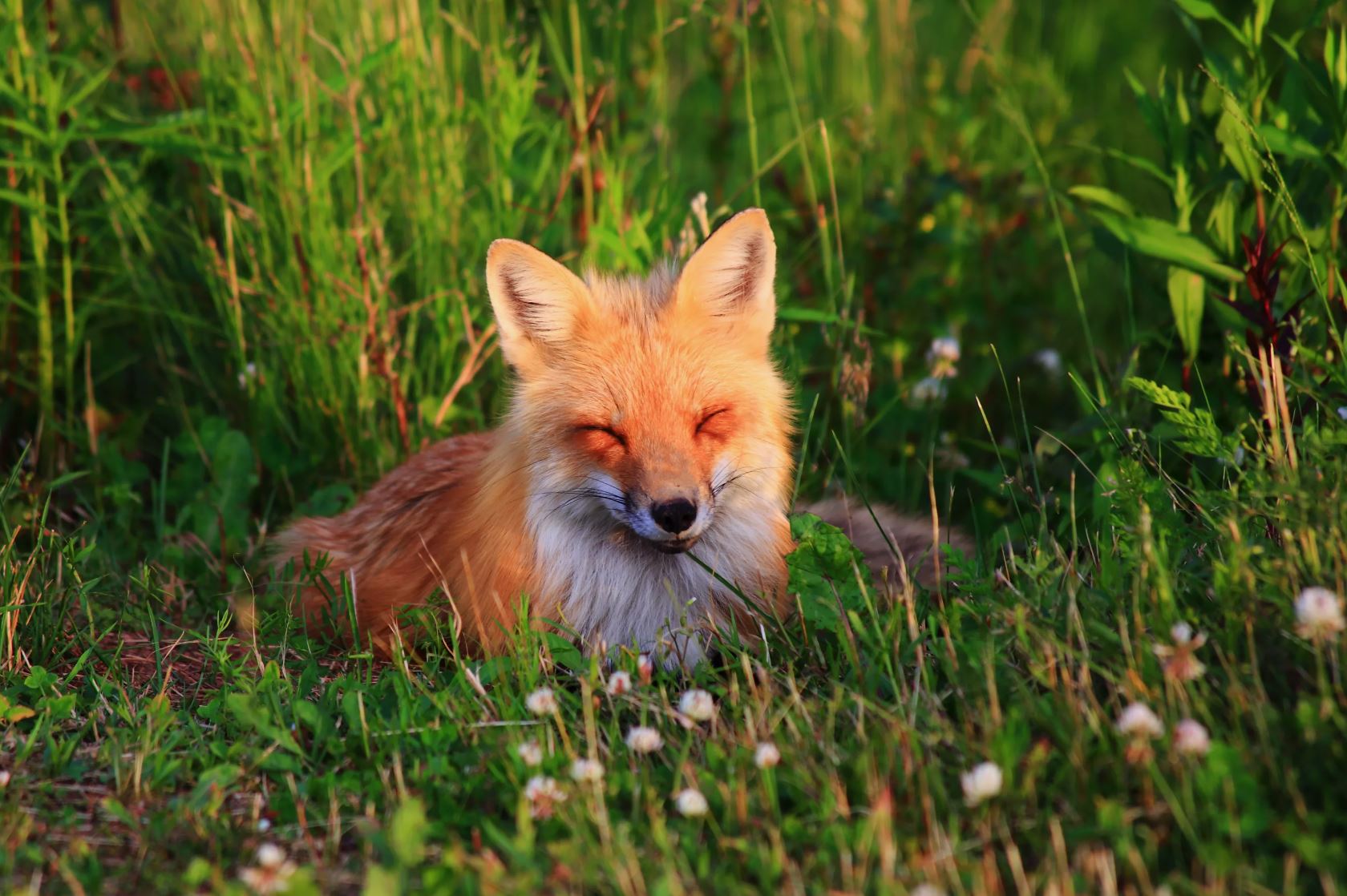 Qarǵa aýnaǵan túlkideı...